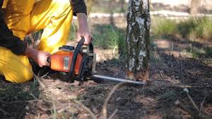 Best Lot and Land Clearing  in Star Valley, AZ