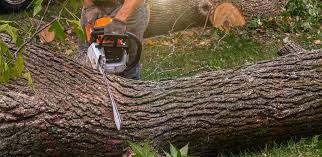 Best Grass Overseeding  in Star Valley, AZ