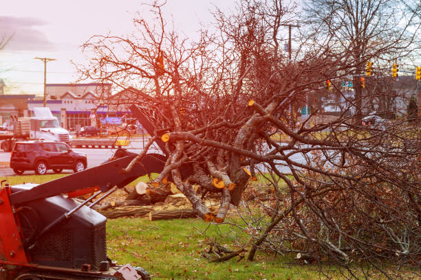 Best Stump Grinding and Removal  in Star Valley, AZ