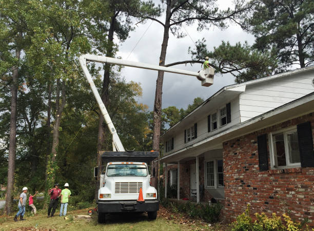 How Our Tree Care Process Works  in  Star Valley, AZ