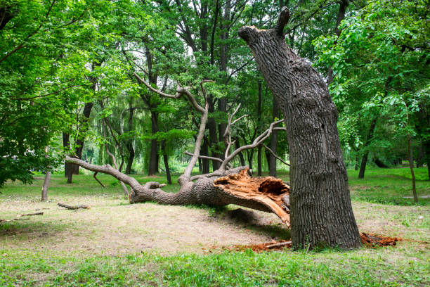 Best Storm Damage Tree Cleanup  in Star Valley, AZ