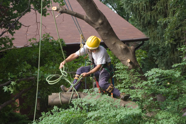 Best Tree Trimming and Pruning  in Star Valley, AZ