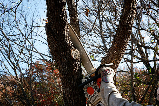 Best Commercial Tree Services  in Star Valley, AZ