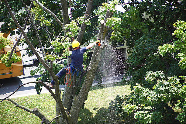 Leaf Removal in Star Valley, AZ