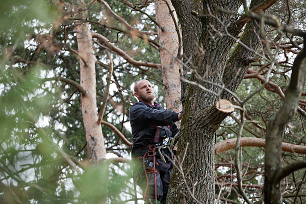 Best Tree Mulching  in Star Valley, AZ