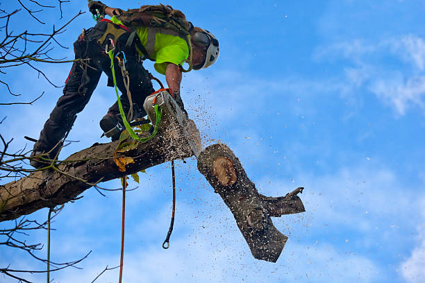 Best Hazardous Tree Removal  in Star Valley, AZ
