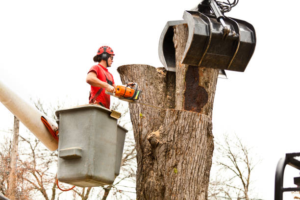Best Fruit Tree Pruning  in Star Valley, AZ